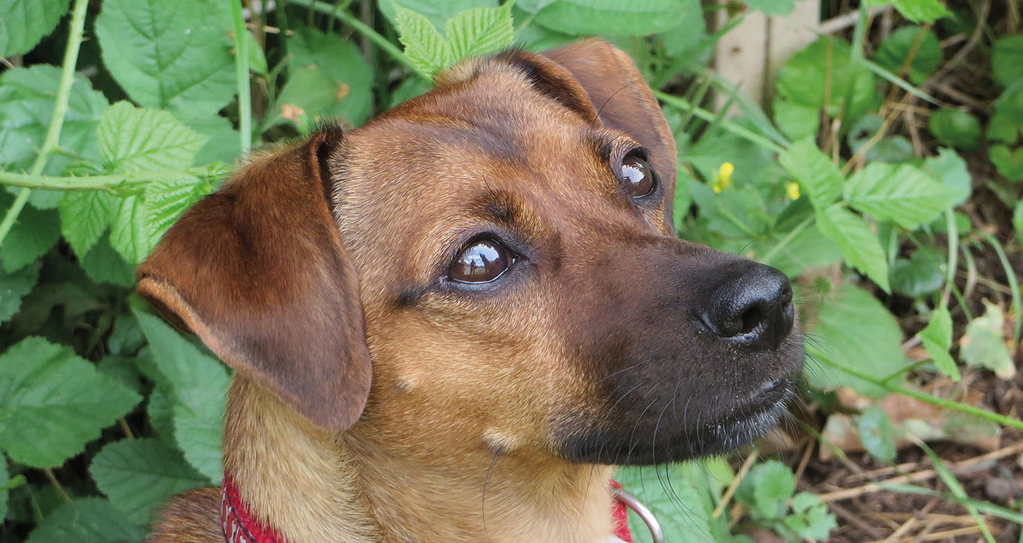 Chiens à placer