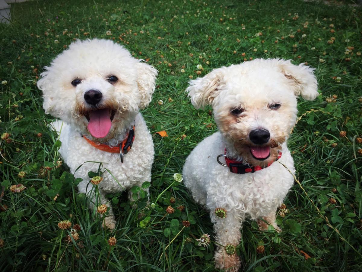 Chiens à placer SPA du HautLéman